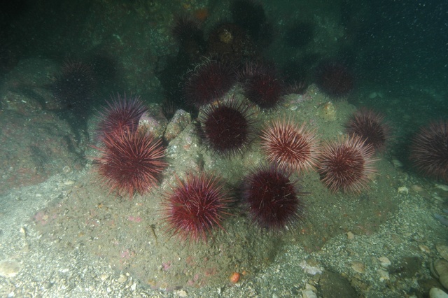 Urchin Garden