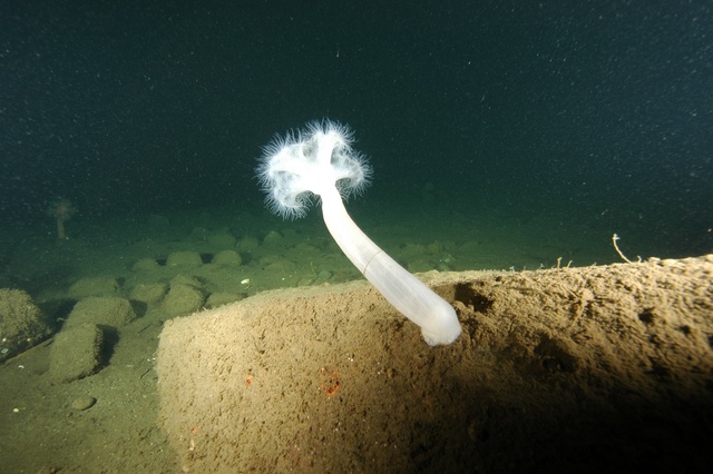 Solo Plumose