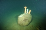 Rock Cod