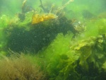 Kelp forest 1