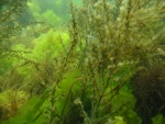 Kelp forest 2