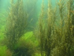 Kelp forest 3