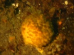 Orange Ball Sponge