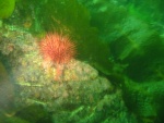 Urchin on rock