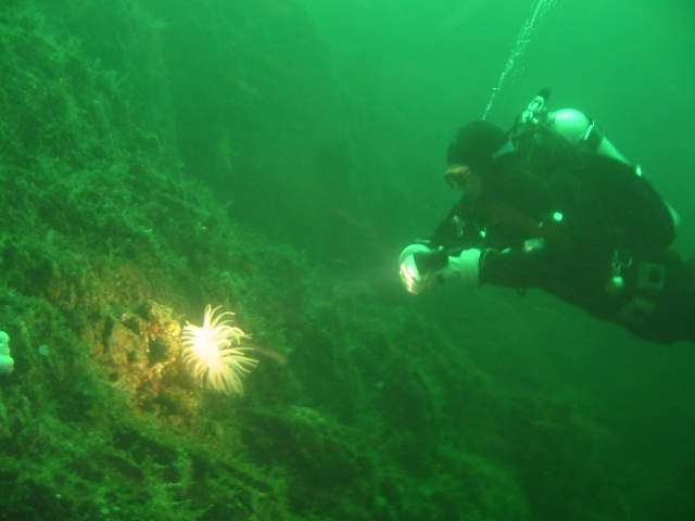 colin regards an anemone