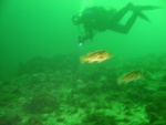 diver contemplates a rockfish