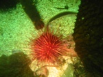 red urchin