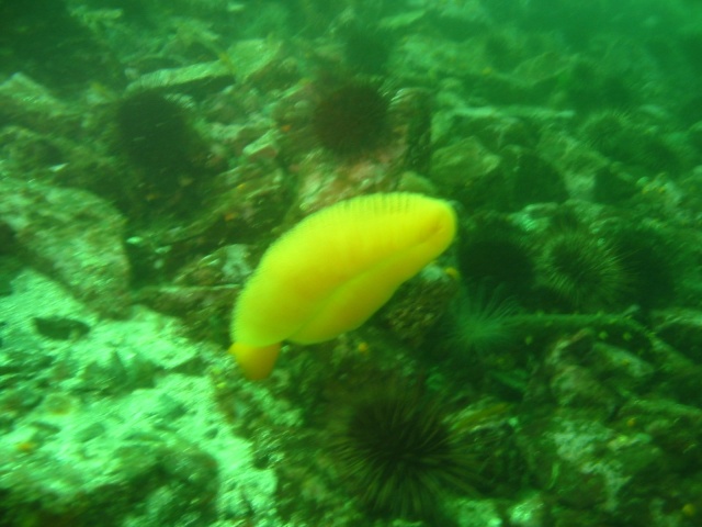 sea pen with urchins