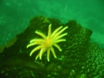 sea star on kelp