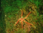 starfish
