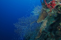 Highlight for Album: Inner Space 2005