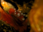 Octo up close