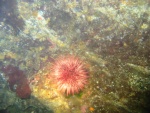 another urchin