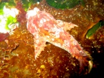 buffalo sculpin