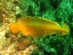 sea pen
