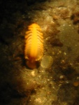 sea pen 3