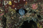 Wolf Eel in Den