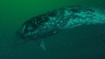 Grey Whale
