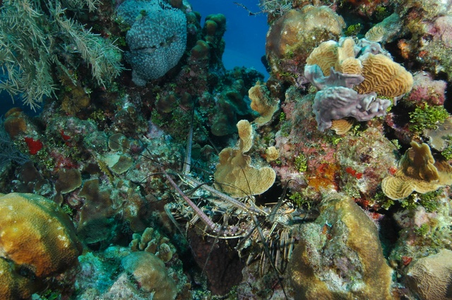 The lobster family at home