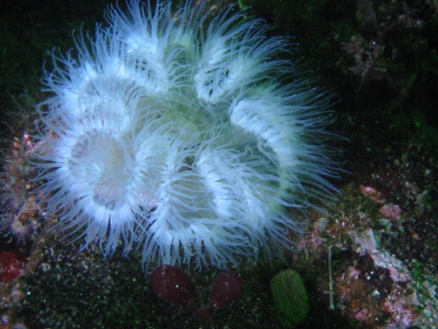 anemone