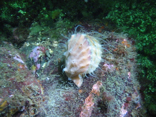 scallop