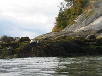 Highlight for Album: Whytecliffe Islet Aug 4