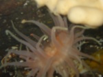 anemone with sponge