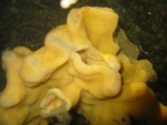 yellow sponge