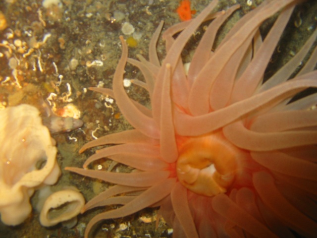 Tealia Anemone with sponge