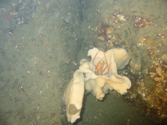 Squat lobster in sponge