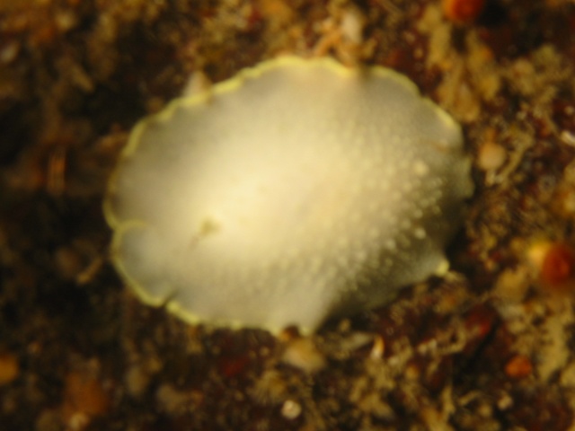 Yellow edged Cadlina

Cadlina luteomarginata
