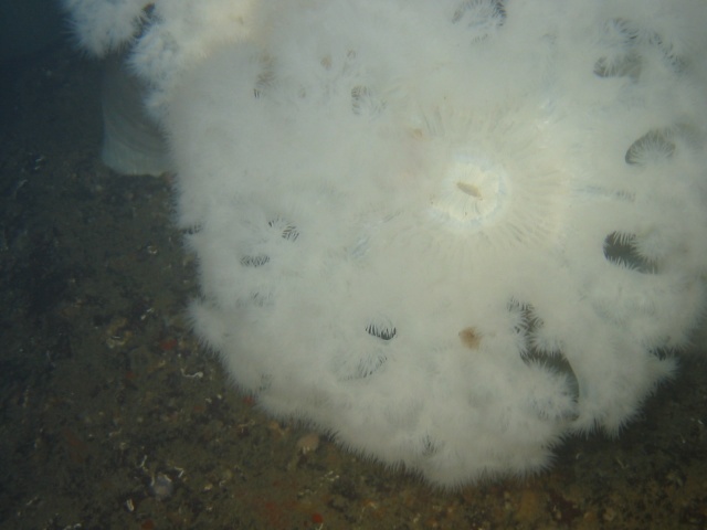 Plumose Anemone