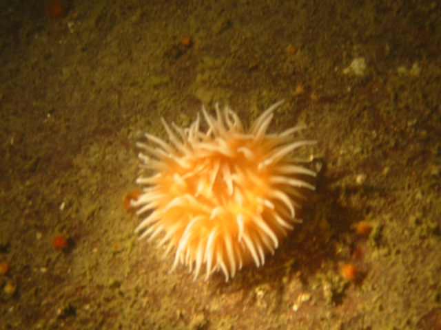 anemone feeding