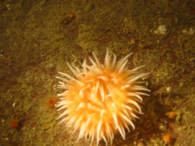 anemone feeding 2