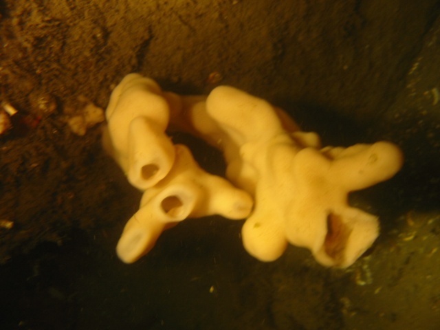 another top image of twins