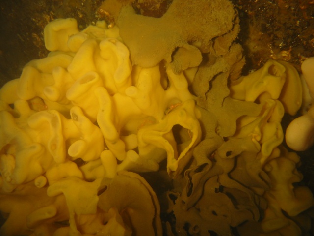 beautiful sponge