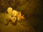 crab with sponge
