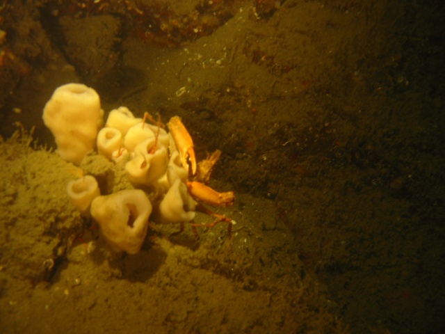 crab with sponge 2