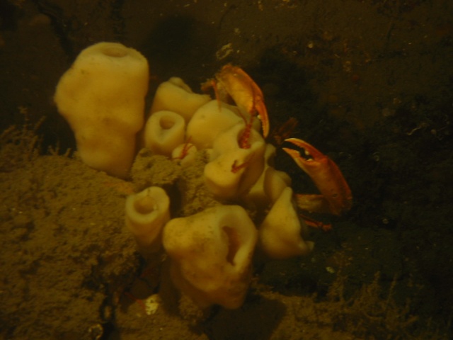 crab with sponge 3