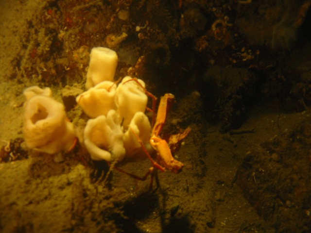 crab with sponge 4