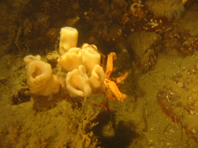 crab with sponge 5
