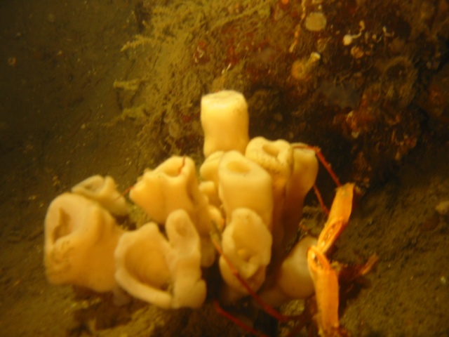 crab with sponge 6