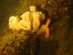 crab with sponge 7