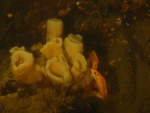 crab with sponge 8