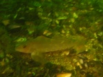 gunnel