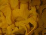 shrimp in sponge