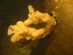 small twin sponges sideways