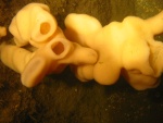 sponge twins