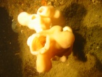 top of small sponge directly lighted