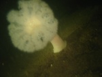 white anemone